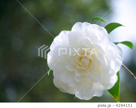 椿(薩摩) 椿(薩摩) 4294151