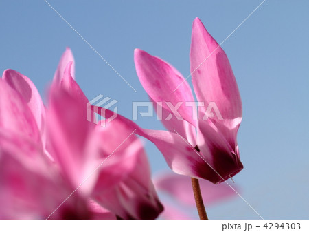 青空とガーデンシクラメン 4294303