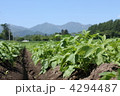 じゃが芋畑の畝（よこ） 4294487