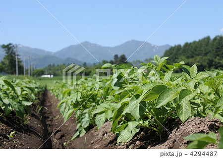 じゃが芋畑の畝(よこ) じゃが芋畑の畝(よこ) 4294487