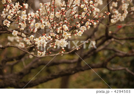 3月　ハクバイ・バラ科236 4294503