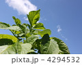 生長中のじゃがいもアップ 4294532