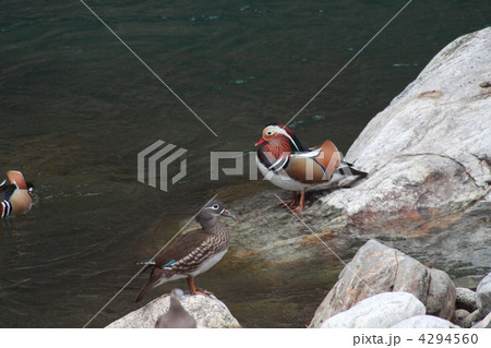 【オシドリ】 【オシドリ】 4294560