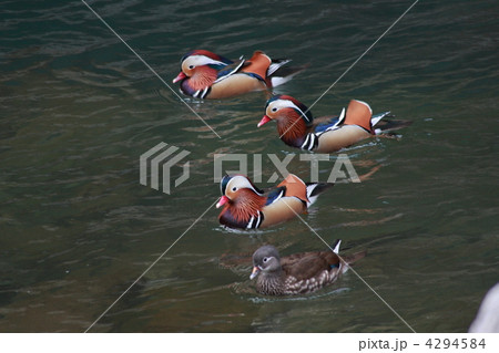 【オシドリ】 4294584