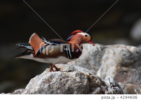 【オシドリ】 4294606