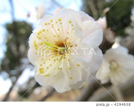 八重野梅 4294638