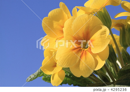 青空とプリムラ 4295236