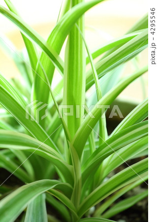 オリヅルラン オリヅルラン 4295546