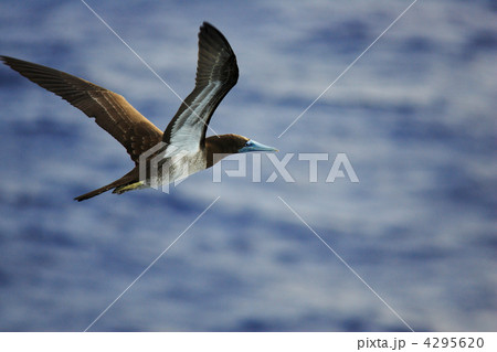 カツオドリ 4295620