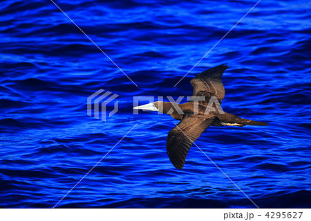 カツオドリ 4295627