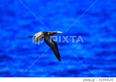 カツオドリ 4295629