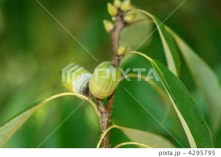 アラカシ堅果 アラカシ堅果 4295795