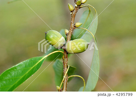 アラカシ堅果 4295799