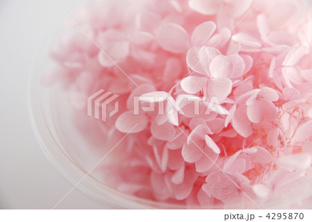 プリザーブドフラワーの紫陽花 4295870
