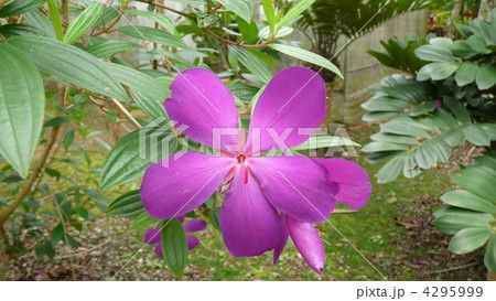 ノボタン 4295999