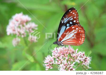 ヨツバヒヨドリとアサギマダラ（雌） 4296087