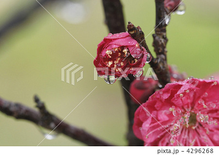 梅の花としずく 4296268