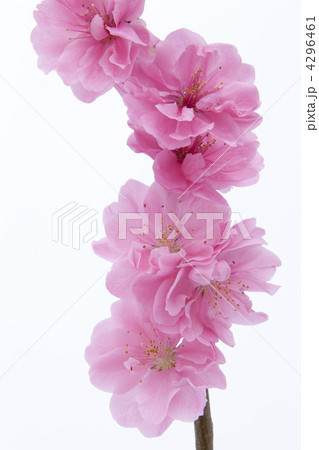 花桃 4296461
