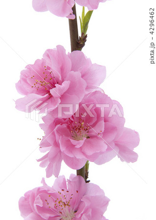 花桃 4296462