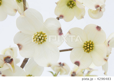 白い花水木の花 白い花水木の花 4296483