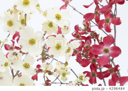 紅白の花水木 4296484