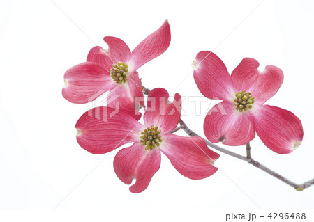 赤い花水木の花 4296488