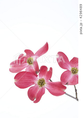 赤い花水木の花 4296489