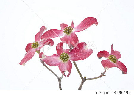 赤い花水木の花 4296495
