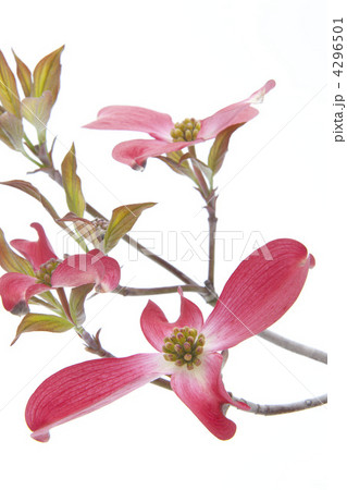 赤い花水木の花 赤い花水木の花 4296501