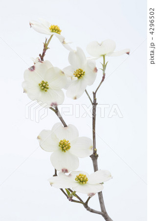 白い花水木の花 4296502
