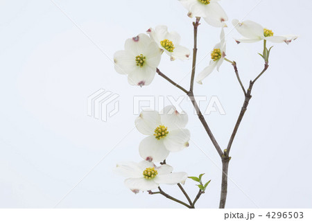 白い花水木の花 白い花水木の花 4296503
