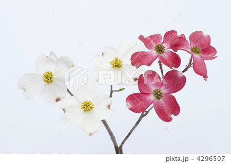 紅白の花水木 紅白の花水木 4296507