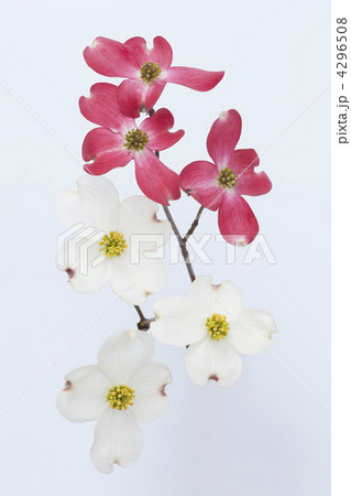 紅白の花水木 紅白の花水木 4296508