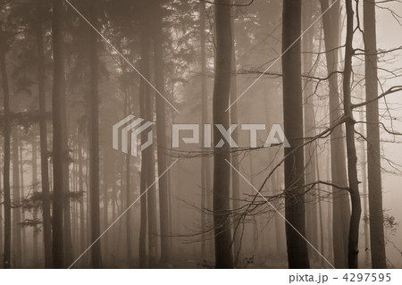 misty forest 4297595