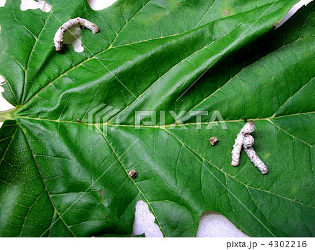 桑の葉を食べる蚕と眠の蚕 桑の葉を食べる蚕と眠の蚕 4302216