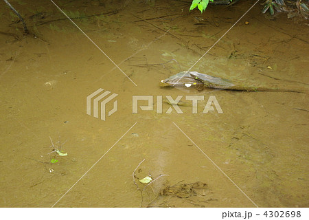 池を泳ぐ鮎 4302698