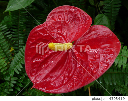 アンスリウム アンスリウム 4303419