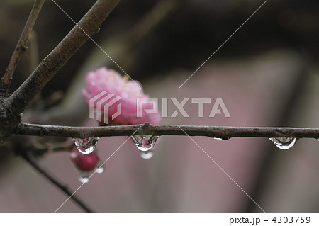 梅の花としずく 4303759