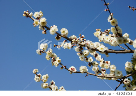 白い梅の花 白い梅の花 4303853
