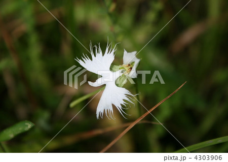 サギ草 4303906