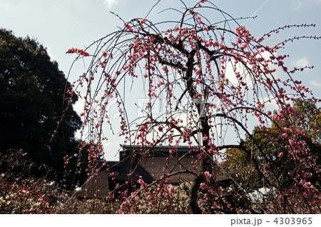 道明寺天満宮の梅林 道明寺天満宮の梅林 4303965