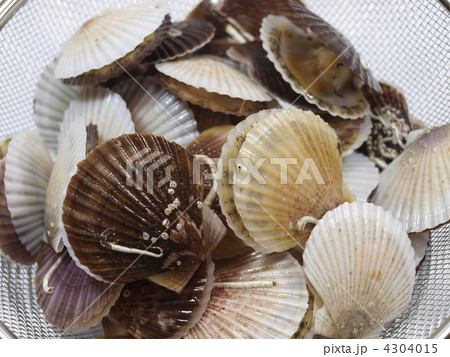 ホタテの稚貝 4304015