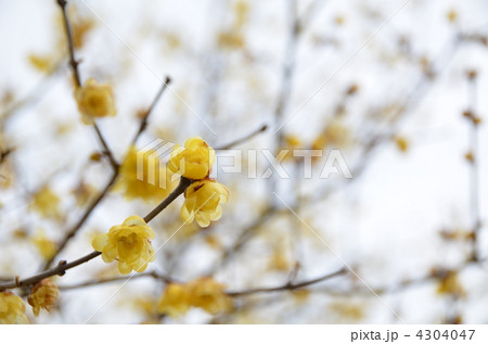 蠟梅(ロウバイ)-あしかがフラワーパークにて 蠟梅(ロウバイ)-あしかがフラワーパークにて 4304047