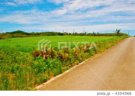 草原と道（石垣島／沖縄県） 4304966