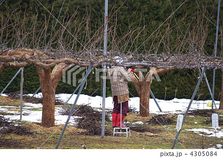 梨の木の除染 梨畑 梨畑の除染作業 梨の木の除染 梨畑 梨畑の除染作業 4305084