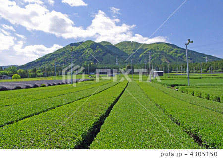 山里の新茶畑 山里の新茶畑 4305150