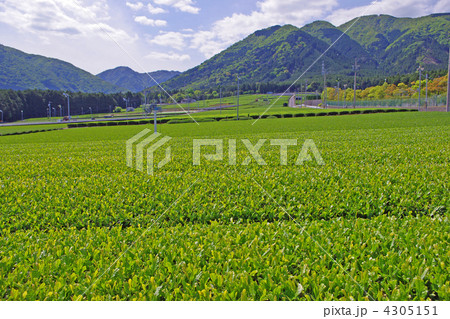 山里の新茶畑（玉露） 4305151