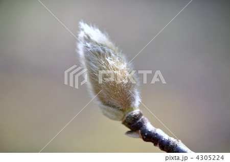 ハクモクレンの蕾 ハクモクレンの蕾 4305224