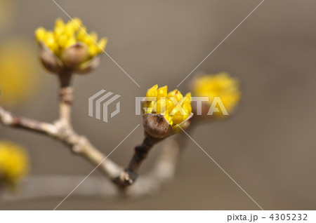 さんしゅゆの蕾 4305232