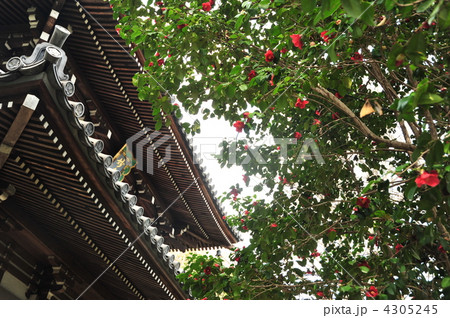 京都 山崎聖天 椿 京都 山崎聖天 椿 4305245
